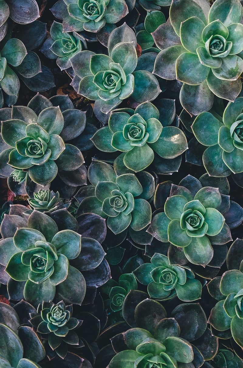 Mini Succulents